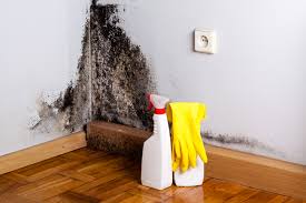 Why You Should Choose Our Mold Remediation Services in Home Gardens, CA